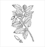 鲜花图片