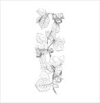 鲜花图片