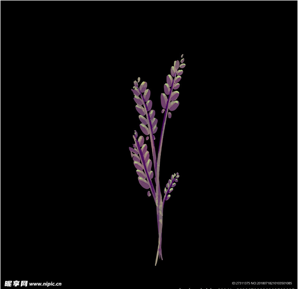 鲜花图片