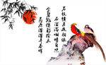 锦鸡