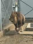 动物园的狮子