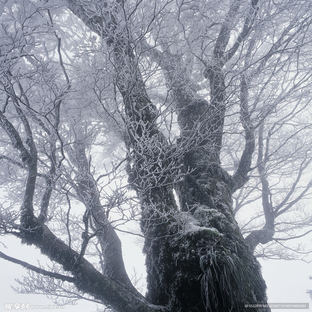 雪景 冬天景色 摄影