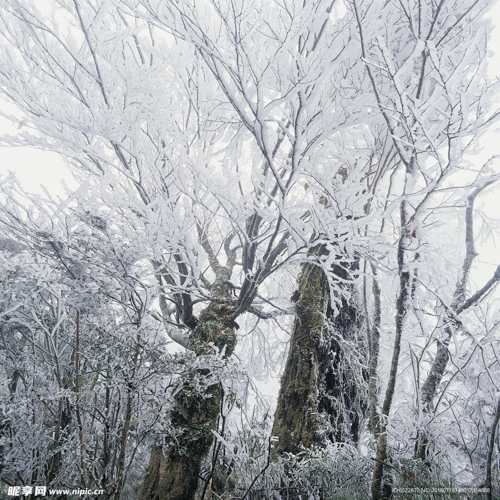 雪景 冬天景色 摄影