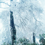雪景 雾凇景色