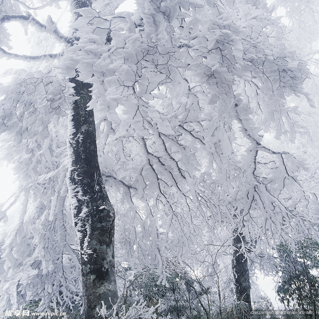 雪景 雾凇景色