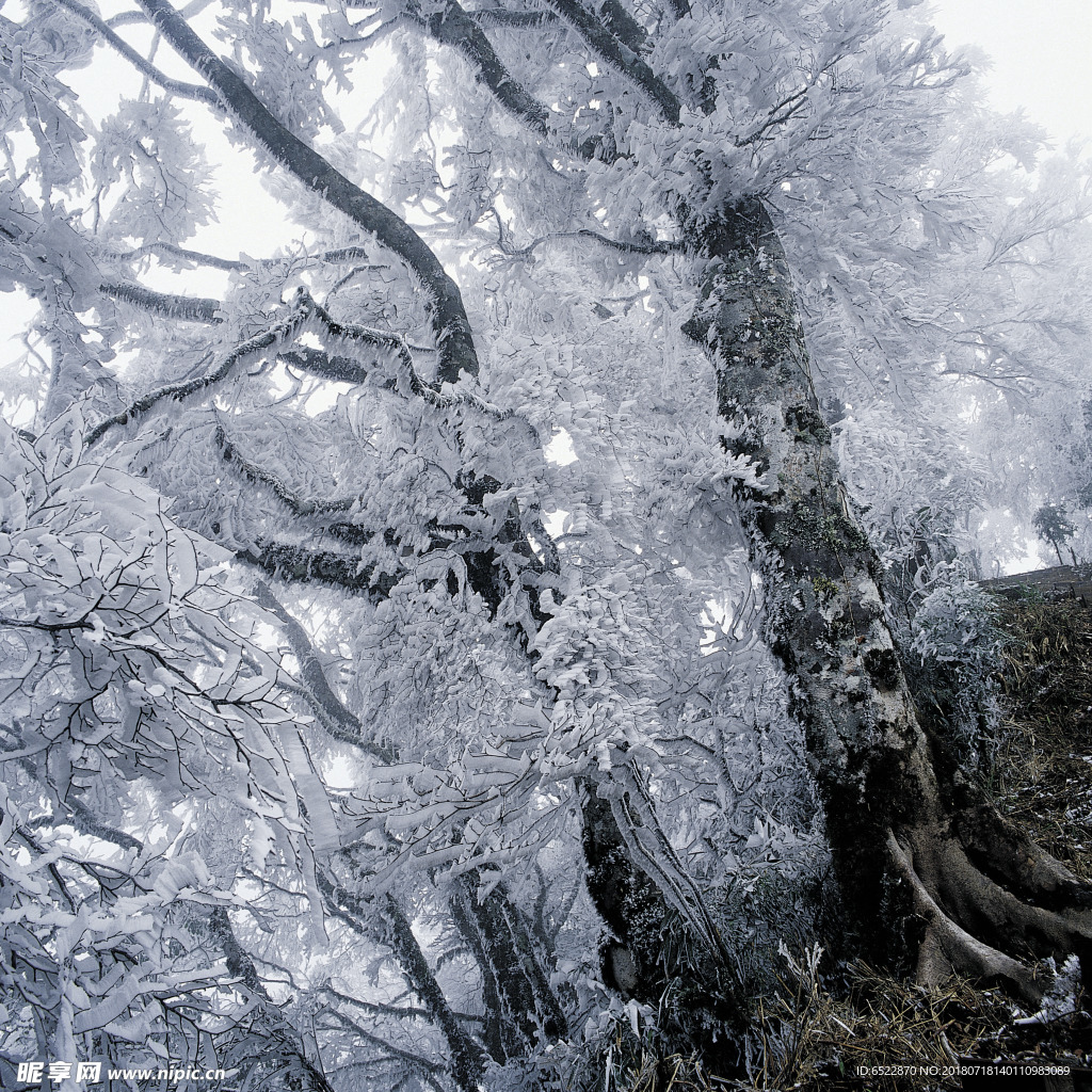 雪景 冬天景色 摄影