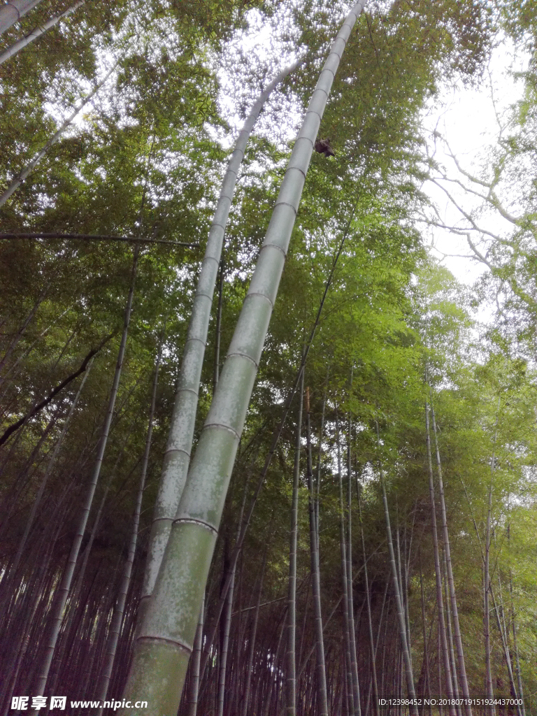 楠竹