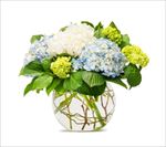 绣球花