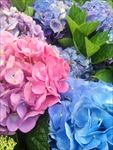 绣球花