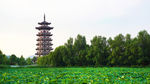 荷塘风景