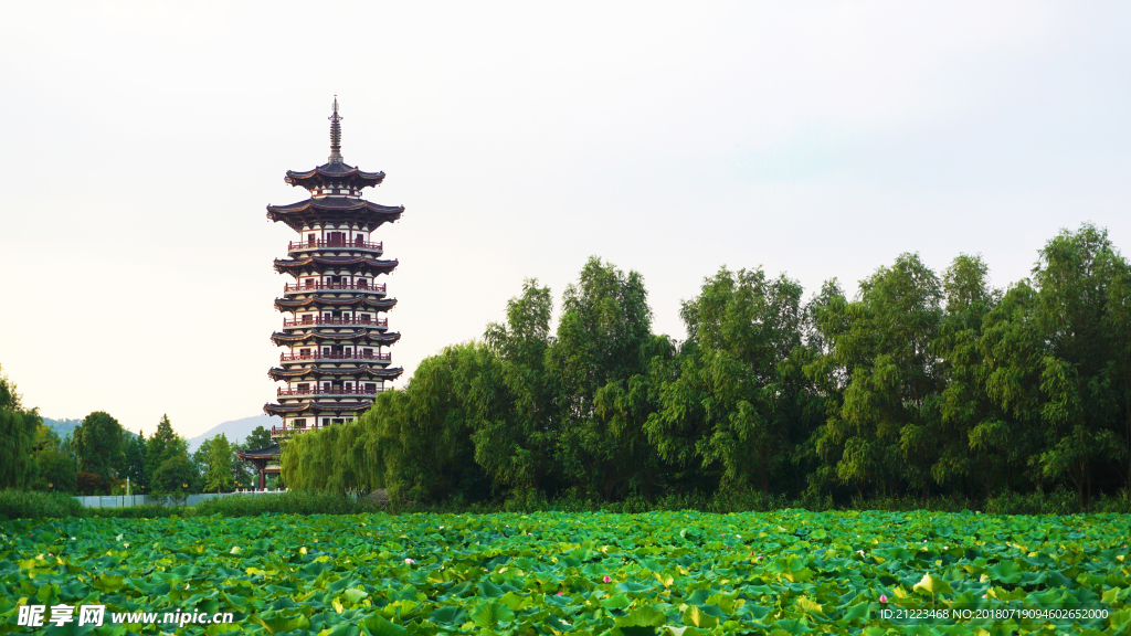 荷塘风景