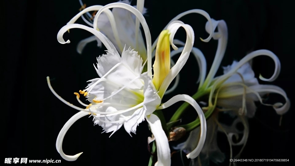 白色花