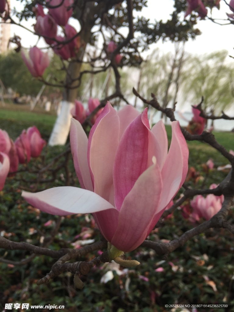花