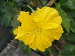 花 丝瓜 蔬菜 丝瓜花