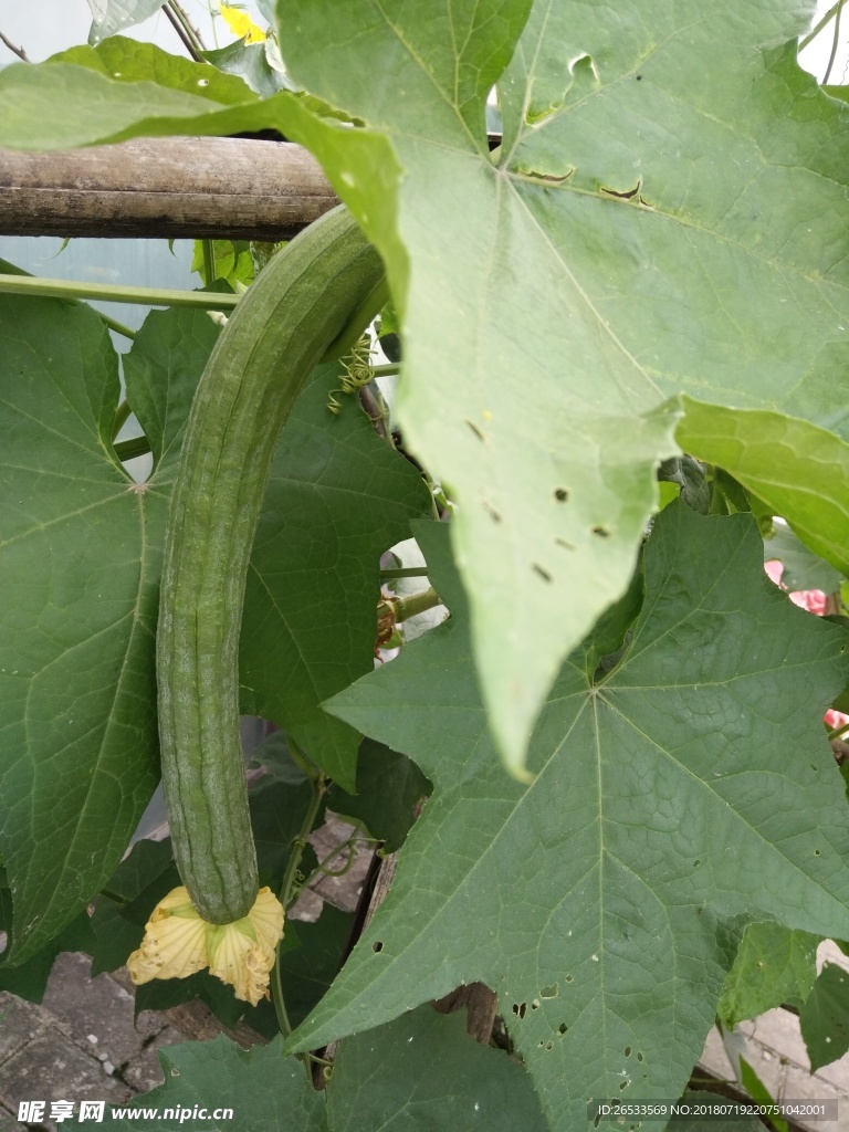 丝瓜 农作物 植株植物 植物果