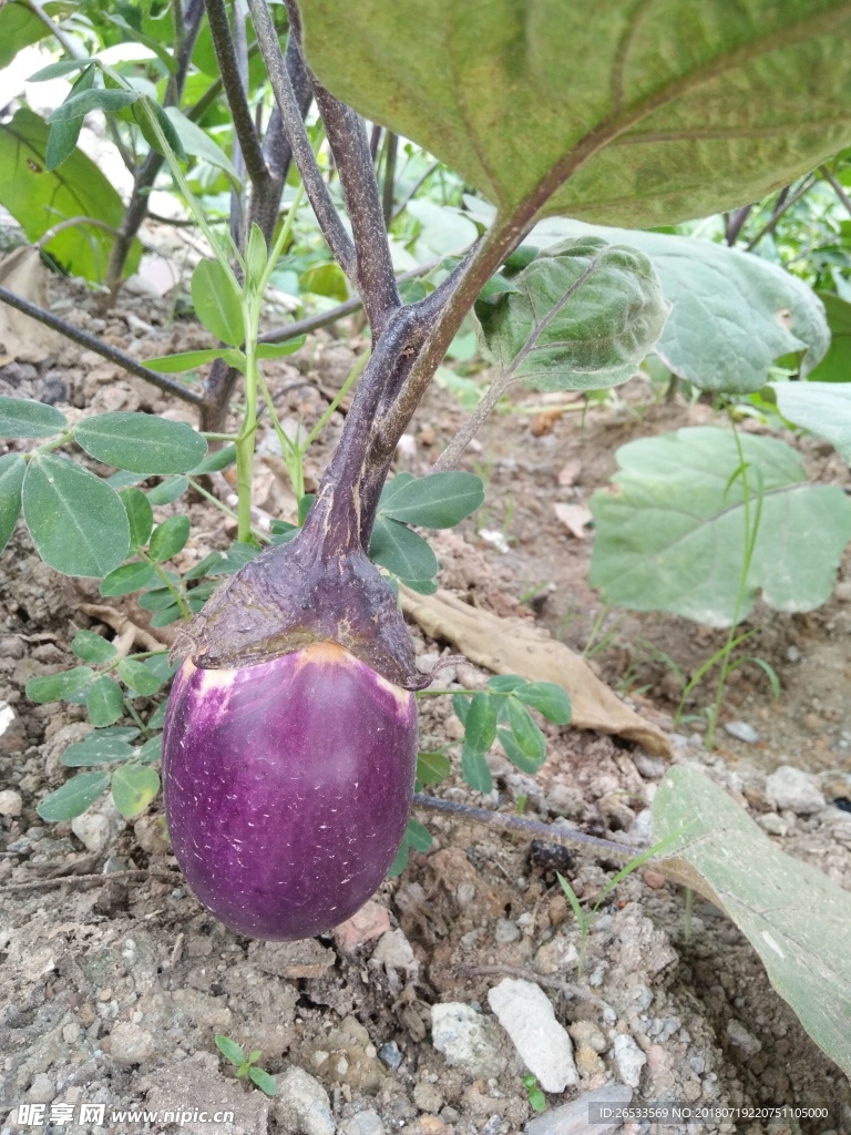 家常茄子 植物 紫色茄子