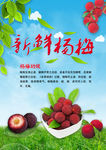 杨梅海报