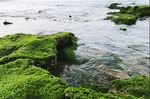 海苔