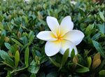 鸡蛋花
