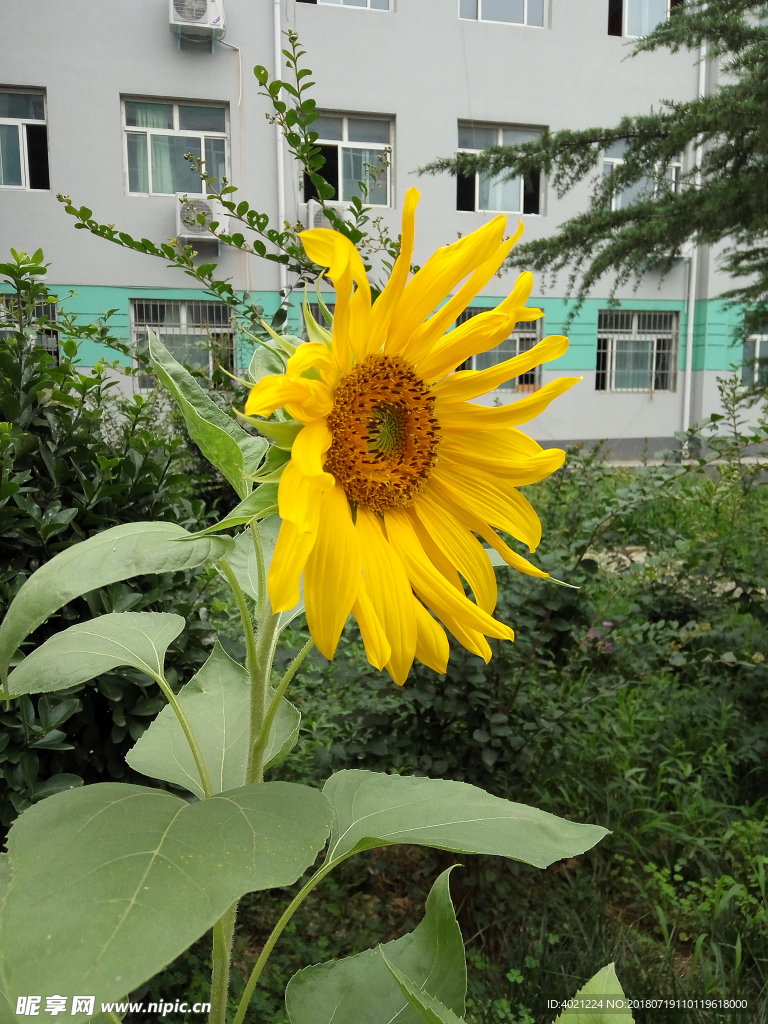 向日葵