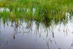 府河湿地上的芦苇