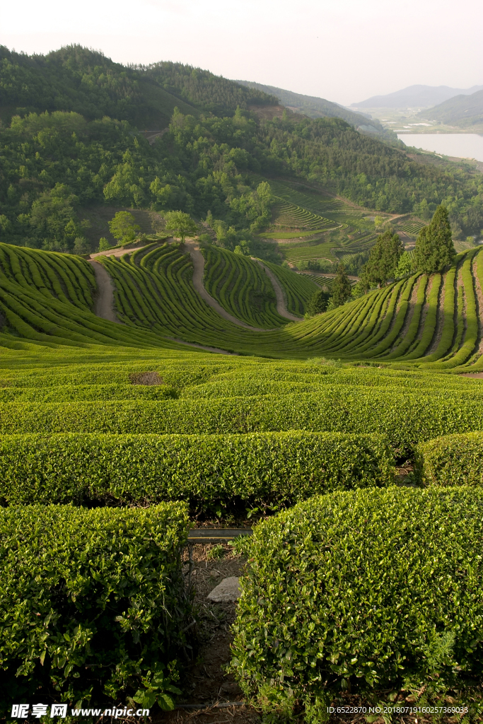 茶山风光 茶园风景 茶场