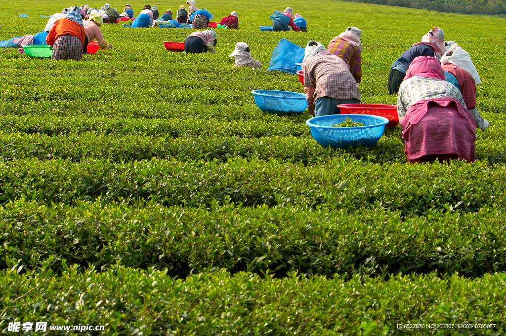 采茶 采茶图 茶女 茶园