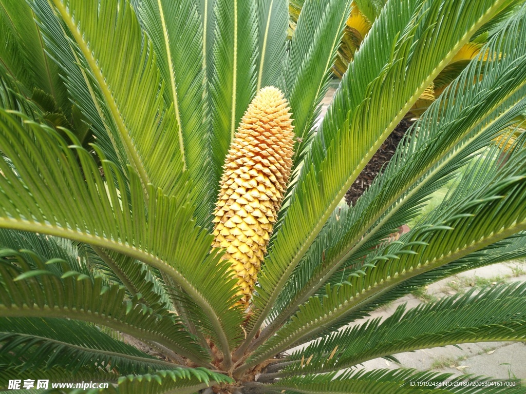 铁树花儿