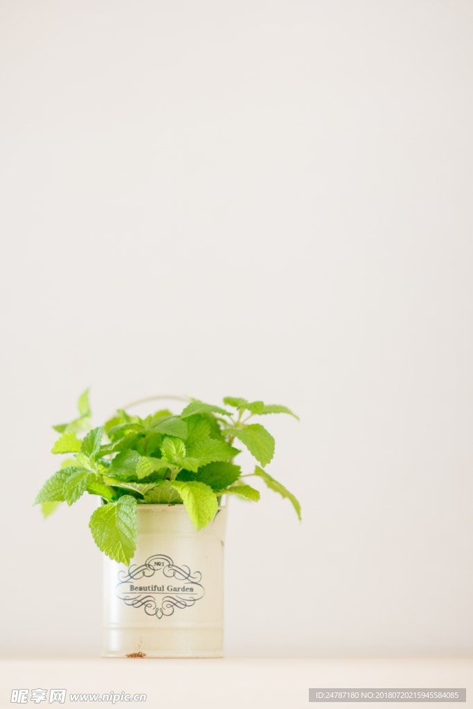 观叶植物香草花盆