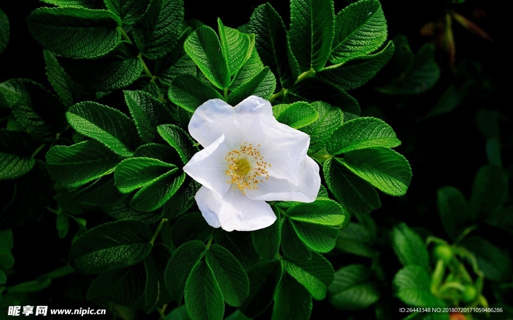 白色花