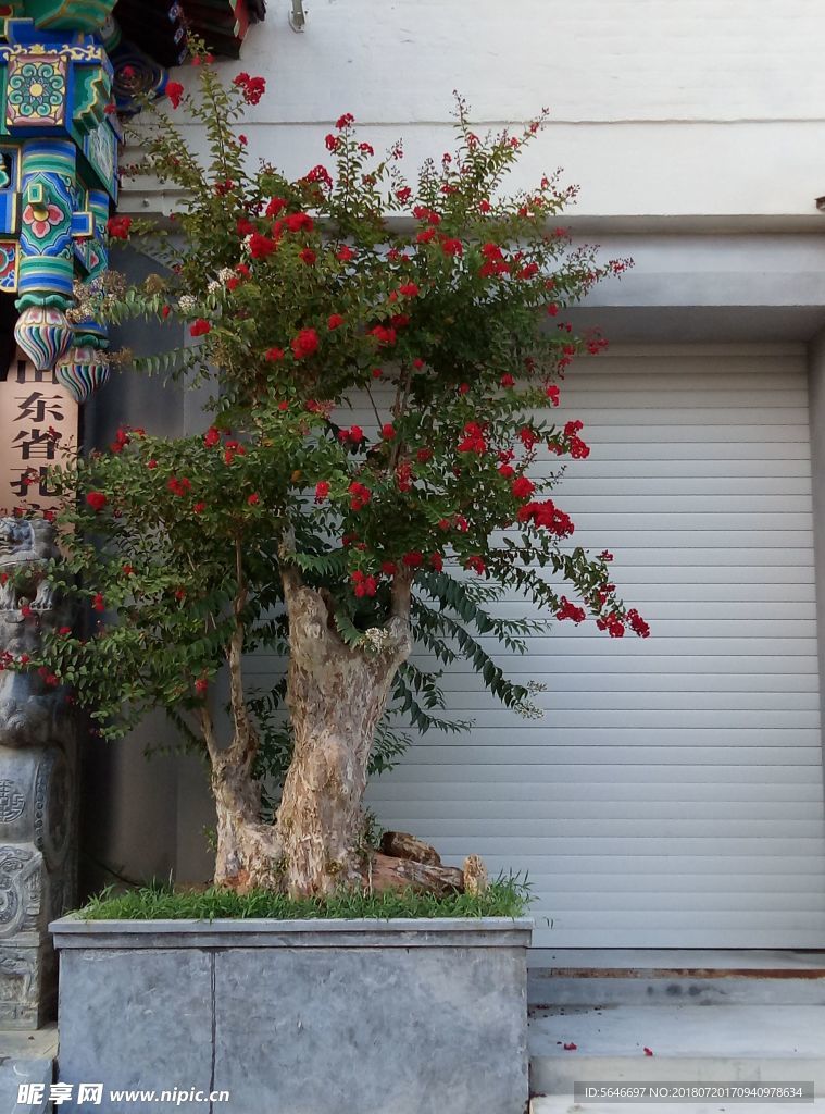 百日红