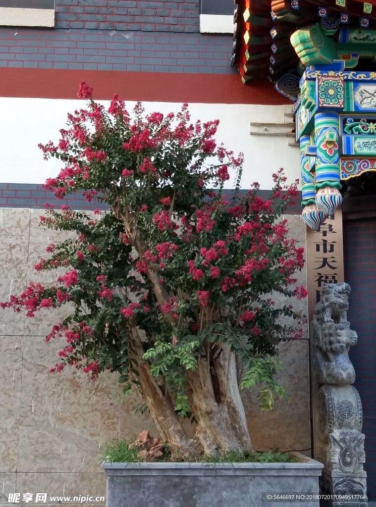 紫薇花