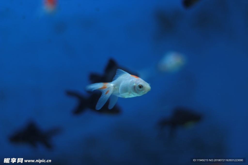 海底世界  鱼摄影