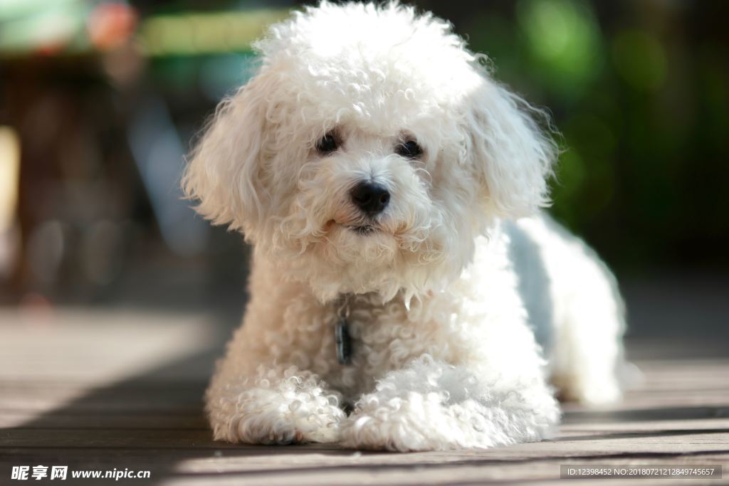 比熊犬