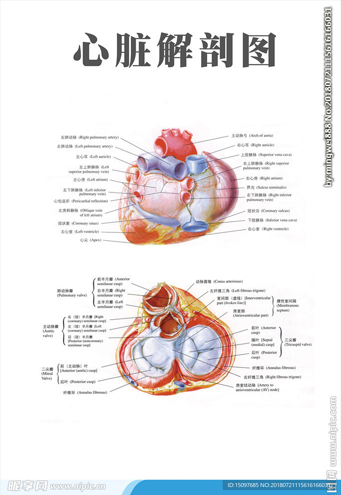 心脏解刨图