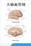 大脑血管图