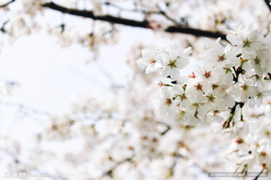 桃花