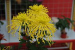 菊花 花卉 植物 花朵 鲜花