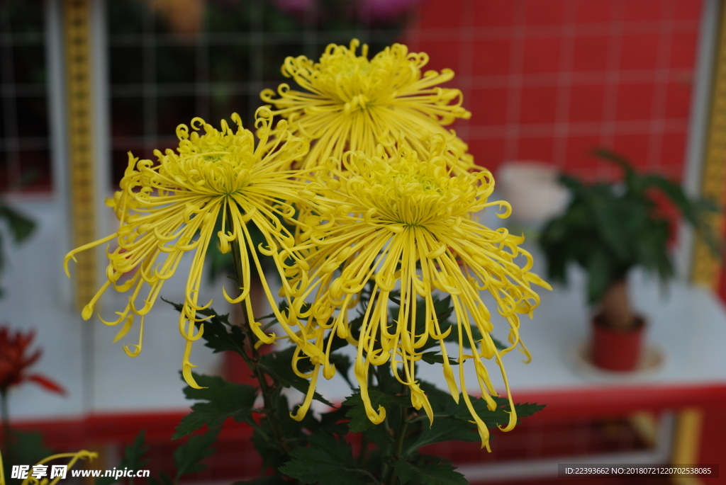 菊花 花卉 植物 花朵 鲜花