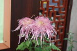 菊花 花卉 植物 花朵 鲜花