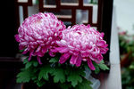 菊花 花卉 植物 花朵 鲜花