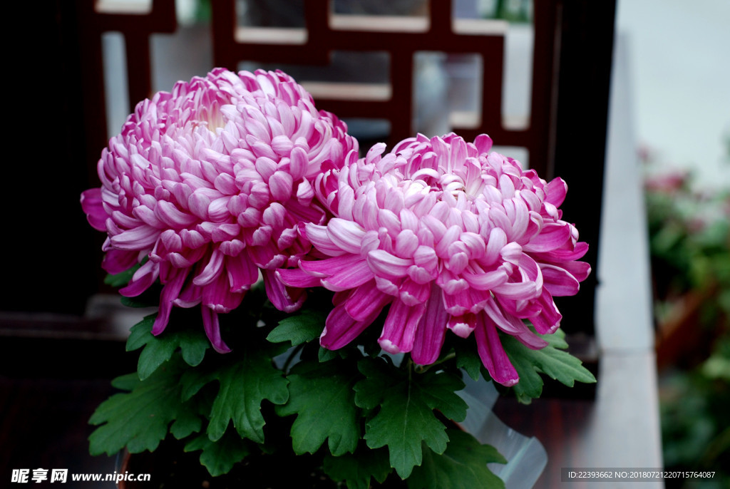 菊花 花卉 植物 花朵 鲜花