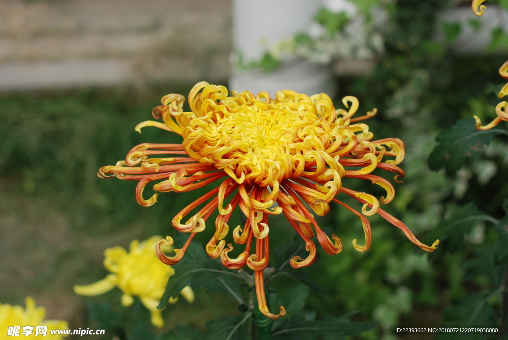 菊花