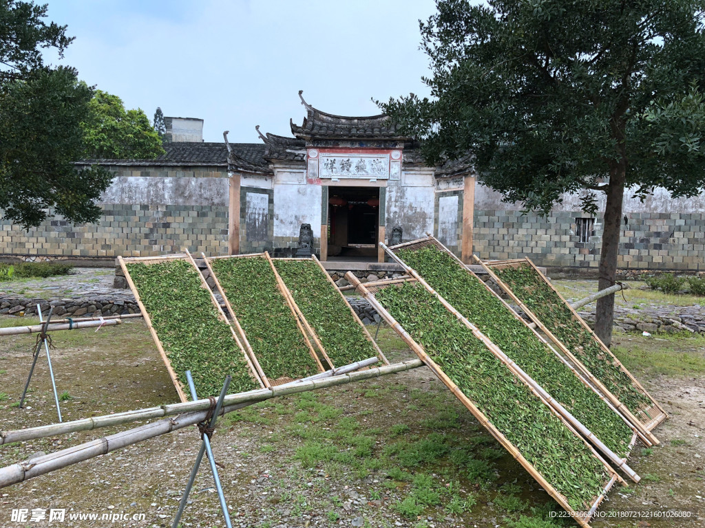 福鼎白茶 萎凋 日晒
