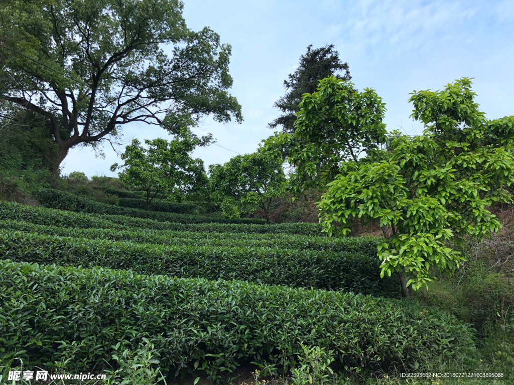 福鼎白茶 茶园