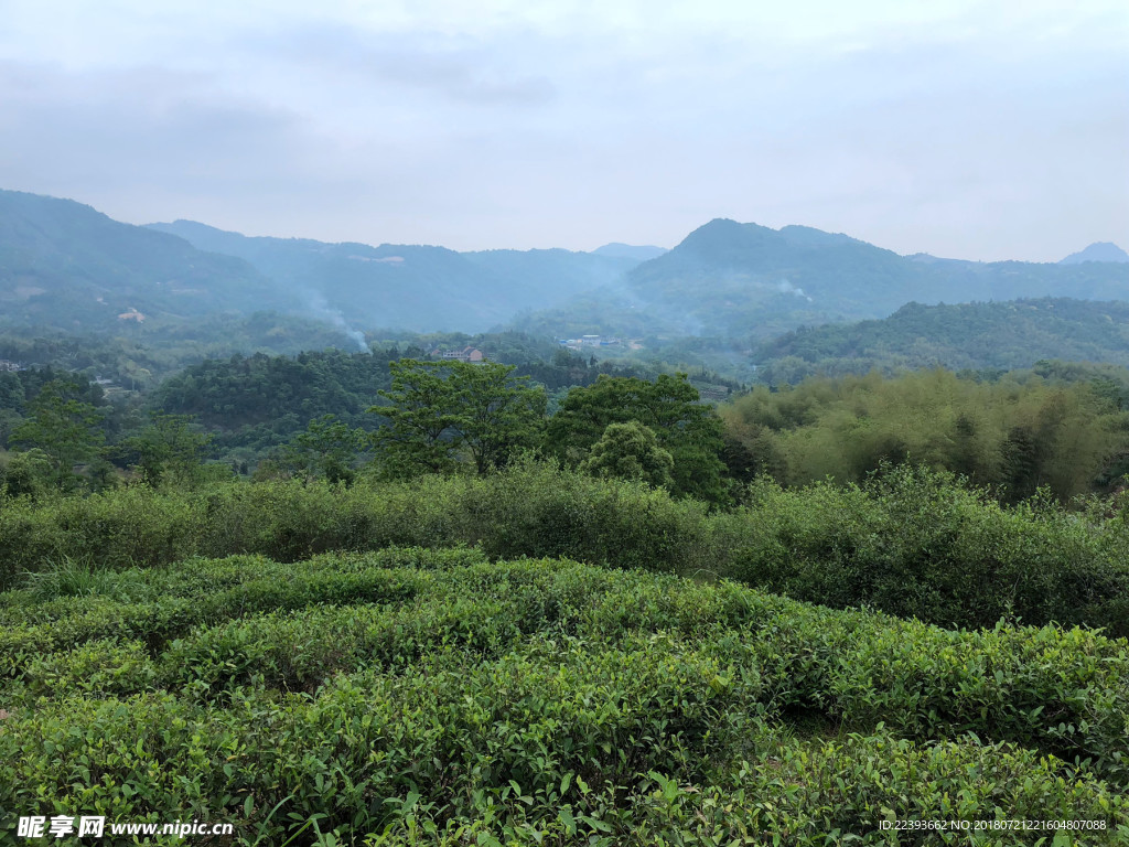 福鼎白茶 茶园