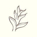 矢量手绘植物