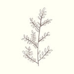 矢量手绘植物