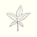矢量手绘植物