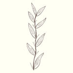 矢量手绘植物